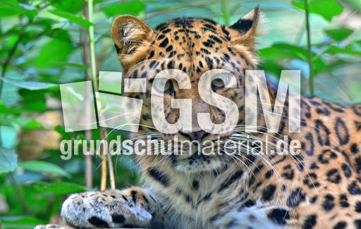 Amur-Leopard_1.jpg